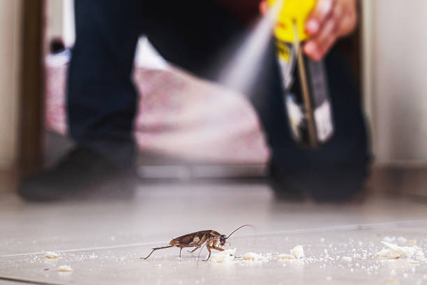 Best Flea Control Services  in Blackstone, VA